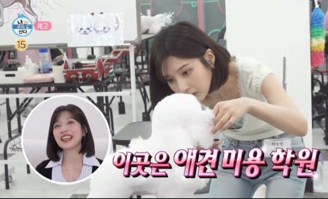Red Velvet's Joy challenges herself as a pet groomer on 'I Live Alone'... attending classes for two months