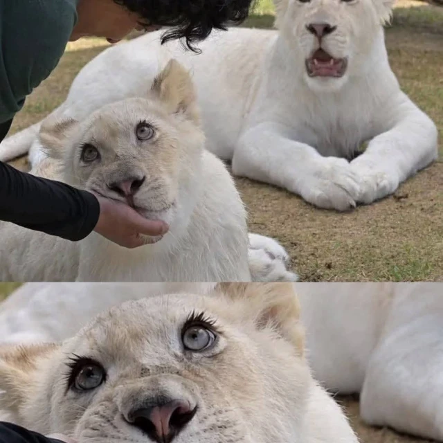 초롱초롱한 눈빛의 고양이