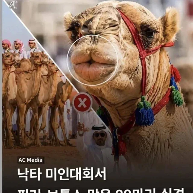 낙타 미인대회 실격 사유