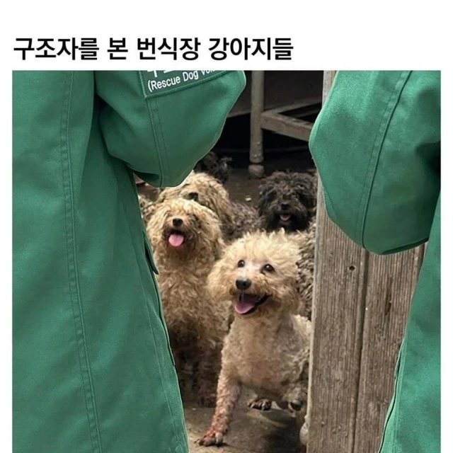 구조자를 본 번식장에 있던 멍멍이들