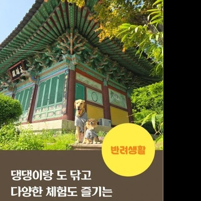 요즘 견주들 사이에서 핫하다는 댕플스테이ㅋㅋㅋㅋㅋㅋㅋ