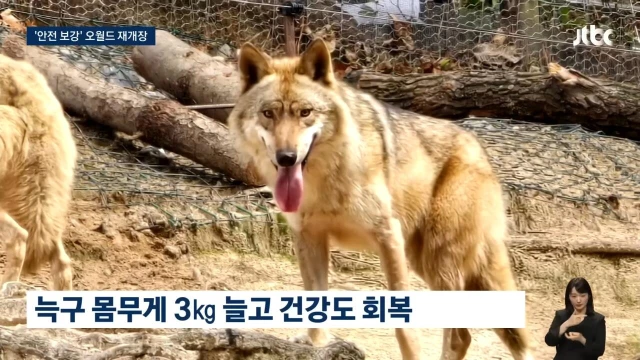 오월드 재개장... 늑구 근황.jpg