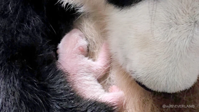 [아기판다 다이어리 시즌3] 웅묘일기(熊猫日記): 다정한 곰의 묘한 일기(妙記) 1화. 초여름의 타임머신 - 바오가족 - 뉴덕 : w2.png