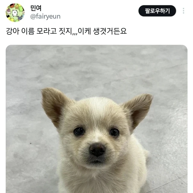 강아지 이름 모라고 짓지,,, 이케 생겻거든요.twt