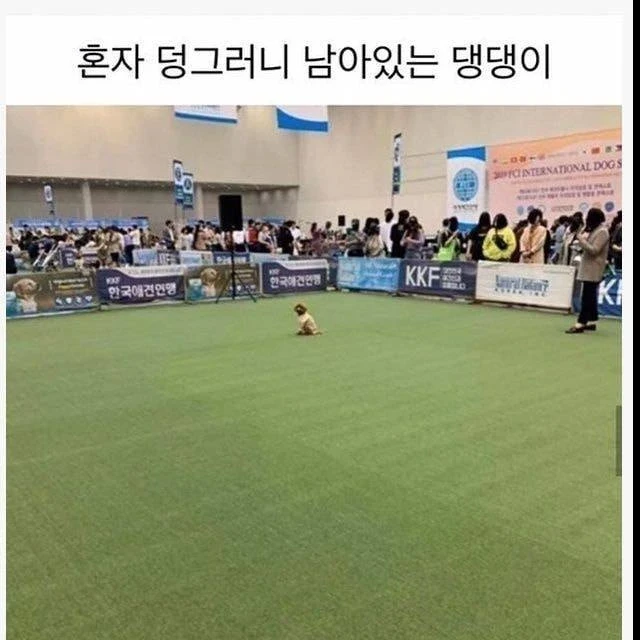 기다려대회 1등한 강아지 비하인드.jpg