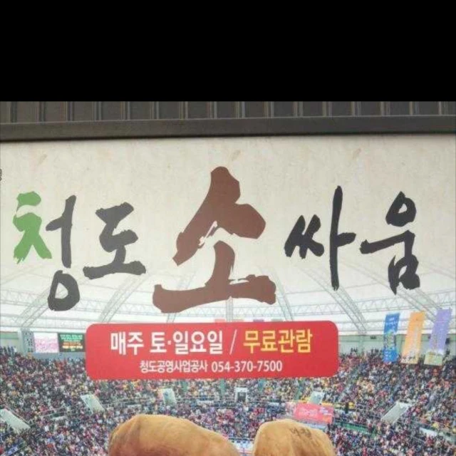 서울촌놈들은 모르는 실제 소 크기