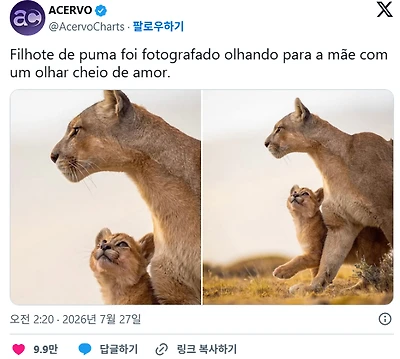 새끼 퓨마가 어머니를 사랑에 가득 찬 눈빛으로 바라보는 모습.jpg