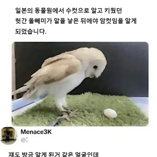 수컷인줄 알고 키운 올빼미가 알고보니 암컷이었음.