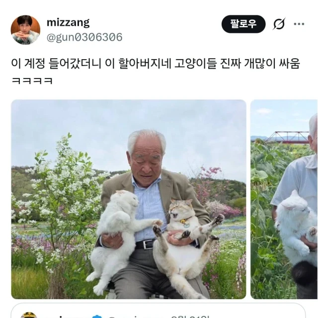 이 할아버지네 고양이들 진짜 개많이 싸움