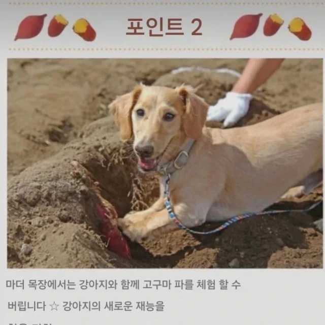 일본에서 애완견이랑 고구마 캘 수있는 농장 후기.