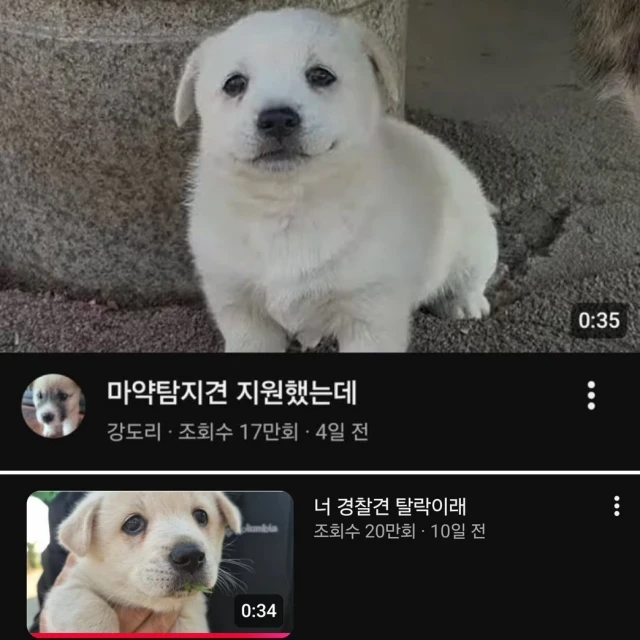 취업 준비중인 강아지.jpg